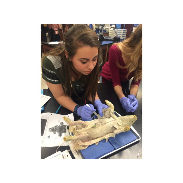 Anatomy students dissect fetal pigs