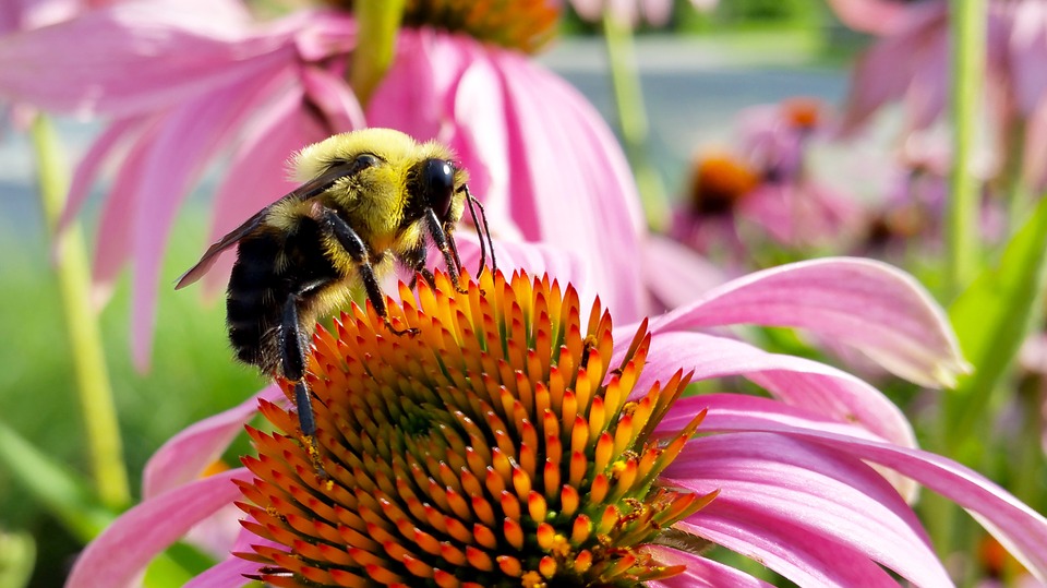 The bees are gone...or are they?