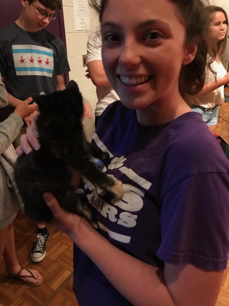 Kittens visit the Large Group Room!