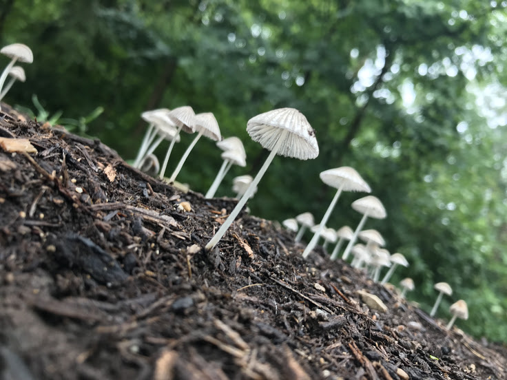 Wild mushrooms pop up around campus