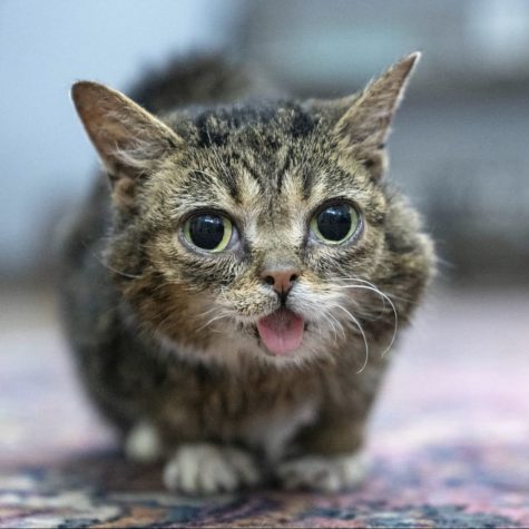 Rest in peace, Lil Bub