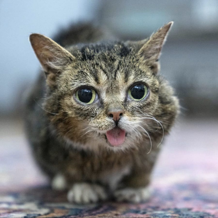 Courtesy of Lil Bub's Instagram. 