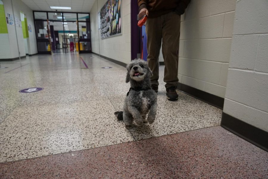 Meet a furry friend in the language department