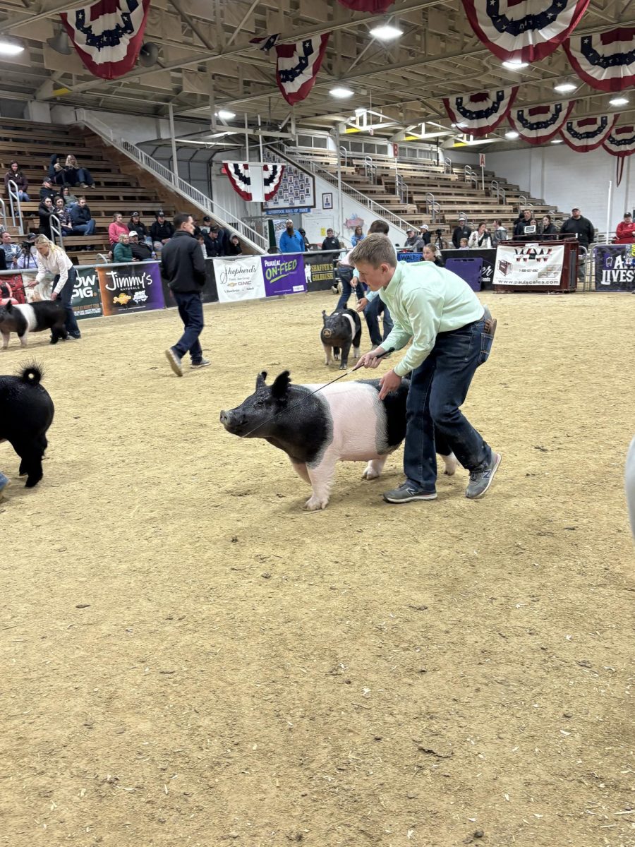 Junior Jace Redden shows his pig at the Music Drive Regional Live in Tennessee in September. 