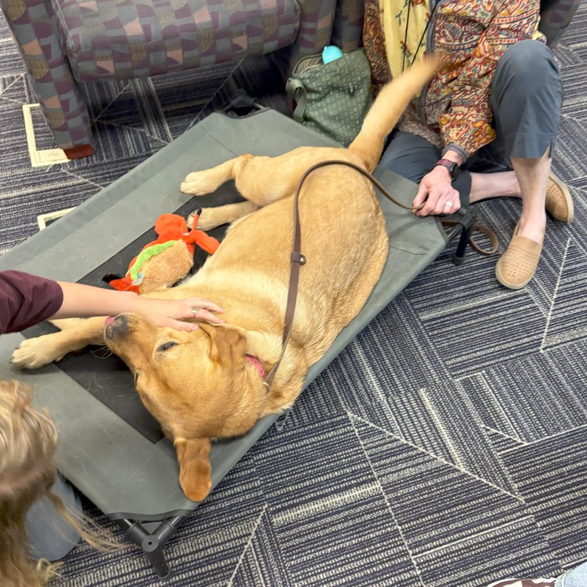 Dickens the Therapy Dog visits South
