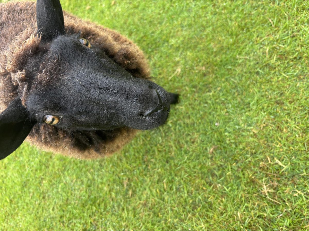 While this Irish sheep didn't act in Sheep Detectives, he is excited for the spotlight it brings to all sheep. 